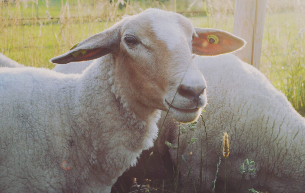Eine Nahaufnahme eines Schafes, das auf einer sonnenbeschienenen Wiese mit grünem Gras steht. Das Schaf hat ein weißes Gesicht und einen wolligen Körper, seine Ohren sind mit gelben Erkennungsmarken gekennzeichnet. Dahinter ist teilweise ein weiteres Schaf zu sehen.