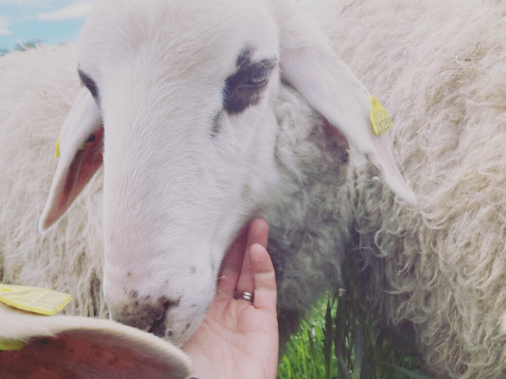 Nahaufnahme eines weißen Schafs mit einer gelben Markierung am Ohr, das von einer Hand mit einem Ring sanft unter dem Kinn gestreichelt wird. Daneben ist ein weiteres Schaf mit ähnlichen Merkmalen teilweise zu sehen. Im Hintergrund sind grünes Gras und blauer Himmel zu sehen.