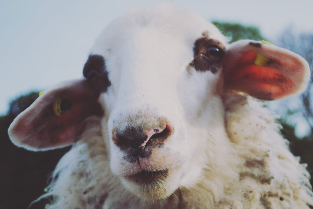 Nahaufnahme des Gesichts eines weißen Schafs mit schwarzen Flecken um die Augen. Das Schaf blickt direkt in die Kamera und hat leicht gespreizte Ohren. Der Hintergrund besteht aus einem hellblauen Himmel und etwas verschwommenem Grün.