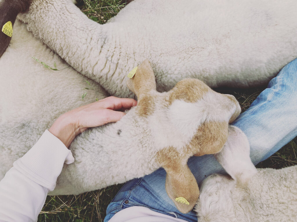 Eine Person streichelt sanft ein Schaf, das auf ihrem Schoß ruht, während ein anderes Schaf in der Nähe im Gras liegt, wodurch eine ruhige, idyllische Szene entsteht. Die Person trägt ein weißes Langarmhemd und blaue Jeans; die Schafe sind mit gelben Ohrmarken gekennzeichnet.
