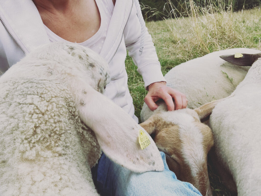 Eine Person in leichter Jacke und Jeans sitzt auf einer Weide, umgeben von Schafen. Eines der Schafe hat seinen Kopf auf ihrem Schoß abgelegt und sie streichelt zärtlich ein anderes Schaf, das neben ihnen liegt. Die Szene strahlt Ruhe und Kameradschaft aus.