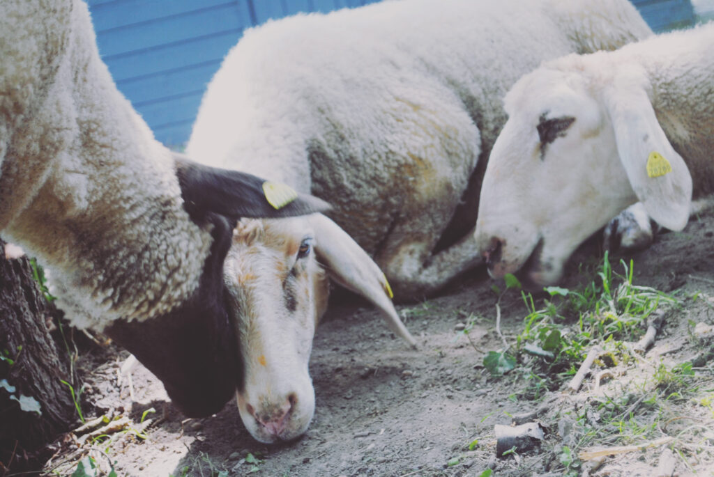 Drei Schafe liegen auf dem Boden neben einem blauen Gebäude. Ein Schaf mit dunklem Gesicht stupst ein anderes Schaf an, während das dritte Schaf entspannt daliegt. Sie alle tragen gelbe Erkennungsmarken an den Ohren.