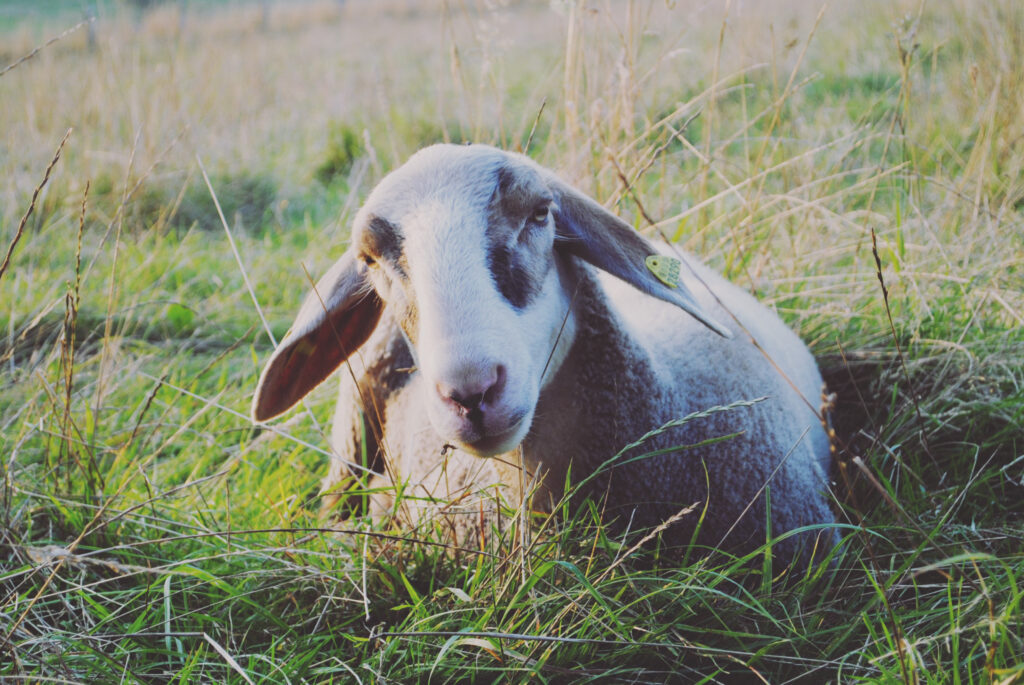 Ein Schaf mit Schlappohren und einer gelben Markierung im linken Ohr ruht im hohen, grünen Gras auf einer Weide. Das Schaf blickt in die Kamera, die Szene wird durch sanftes Licht erhellt. Im Hintergrund ist ein unscharfes Feld zu sehen.